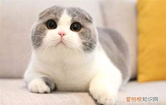 折耳猫耳朵是天生的吗 折耳猫有遗传病吗