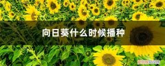 向日葵啥时播种 向日葵什么时候播种，向日葵叶子图片