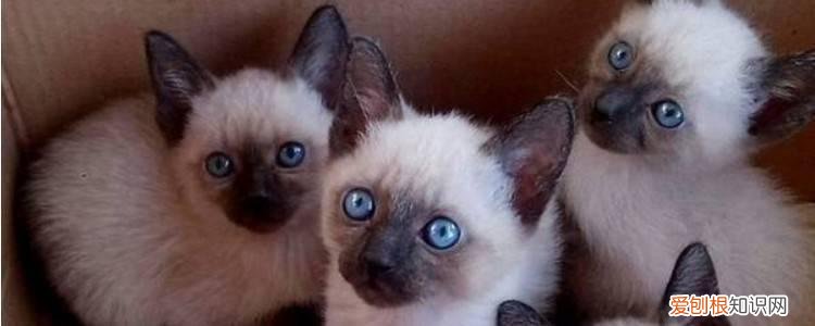 夏天暹罗猫为什么越来越黑 暹罗猫冬天都要变黑吗,暹罗猫都会变黑吗,暹罗猫冬天都要变黑吗