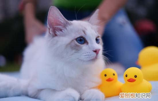怎么挑选猫咪幼崽 这些途径都很不错！