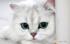 怎么挑选猫咪幼崽 这些途径都很不错！