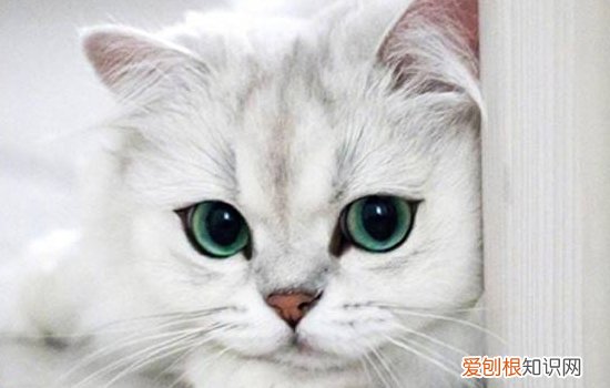 怎么挑选猫咪幼崽 这些途径都很不错！
