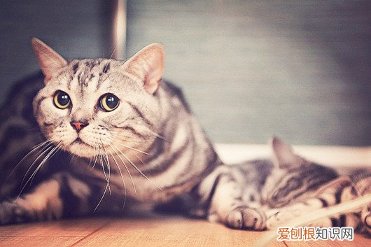 猫的听力比狗好吗 可别小看了小猫咪