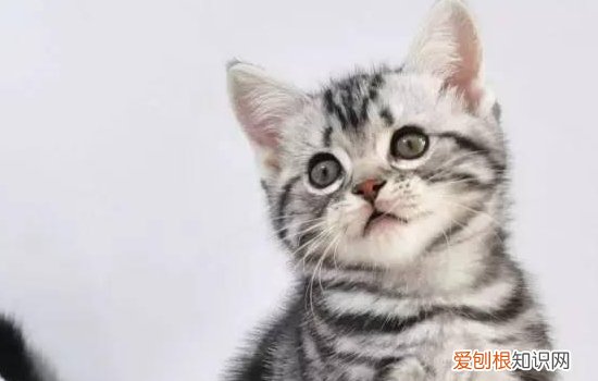 猫为什么晚上能看见 猫咪的眼睛还有哪些奇特功能