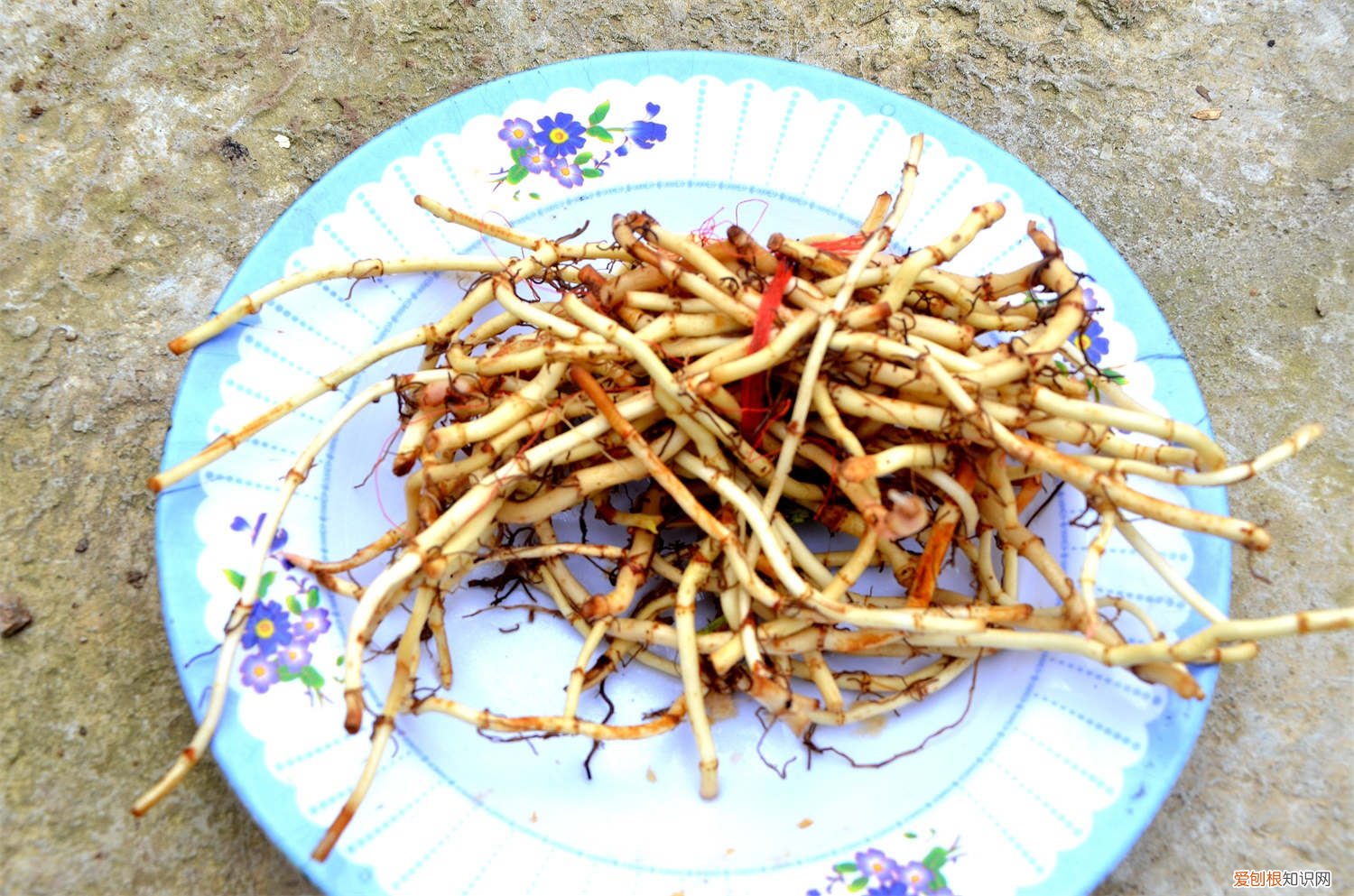 折耳根花盆栽植 折耳根盆栽怎么种，鱼腥草怎么盆栽
