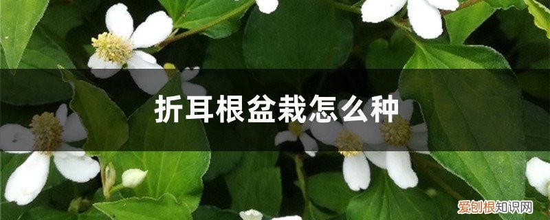 折耳根花盆栽植 折耳根盆栽怎么种，鱼腥草怎么盆栽