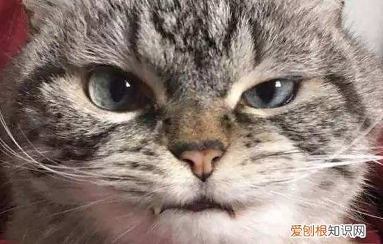 猫咪换牙什么样子 猫换完牙是什么样子