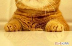 公猫绝育后必须吃绝育处方粮吗,公猫绝育后必须吃绝育粮吗,绝育后的公猫吃什么猫粮比较好