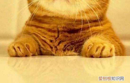 公猫绝育后必须吃绝育处方粮吗,公猫绝育后必须吃绝育粮吗,绝育后的公猫吃什么猫粮比较好