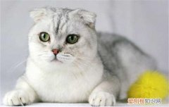 苏格兰折耳猫好养吗 折耳猫折耳是有缺陷吗