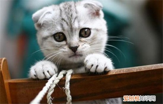 苏格兰折耳猫好养吗 折耳猫折耳是有缺陷吗