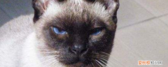 暹罗猫臭体味真的重吗,暹罗猫体味真的很大吗,暹罗猫体味是不是比较大