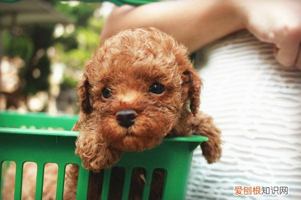 狗狗眼屎多,眼睛红 狗眼屎多眼睛红是什么原因