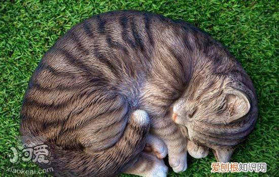 卖不掉的猫怎么处理 没有人买的猫会被怎么处理掉