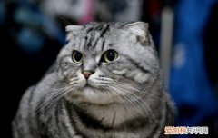 戴手套给猫剪指甲 猫能不能戴指甲套,猫戴指甲套好不好,,猫可以戴指甲套吗
