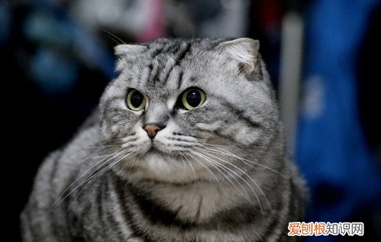 戴手套给猫剪指甲 猫能不能戴指甲套,猫戴指甲套好不好,,猫可以戴指甲套吗