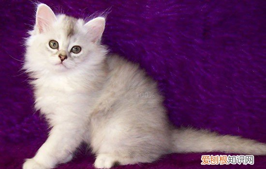 为什么猫咪喜欢抓人咬人 猫为什么爱抓人,猫为什么爱抓人咬人,猫为什么爱咬人抓人
