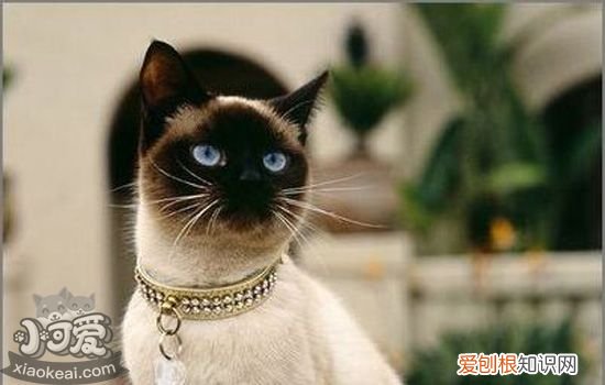 蚊香对猫的危害有多大 点蚊香把猫毒死了！真的假的？