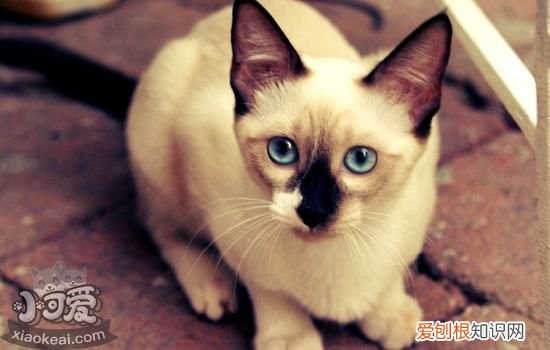 蚊香对猫的危害有多大 点蚊香把猫毒死了！真的假的？