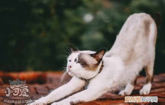 主人不在家猫在做什么 主人不在家猫会寂寞吗