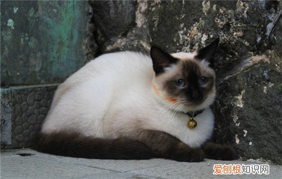 猫咪原始袋是什么 原始袋有什么作用