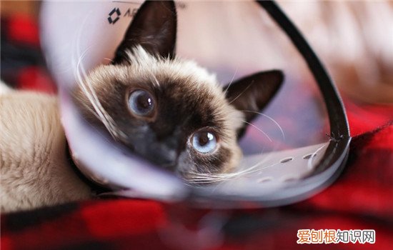 暹罗猫性格好吗 挖煤猫适合饲养在家里吗