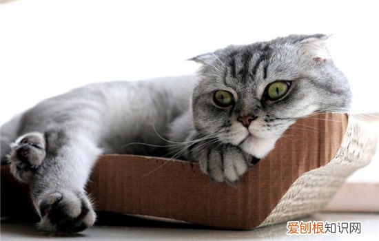 猫为什么喜欢咬手指 猫咬手指是因为它饿了吗
