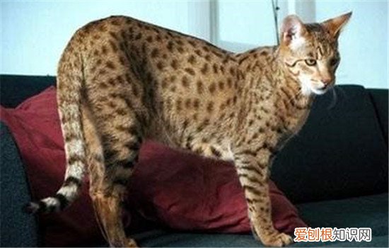 三种体型大的猫 最后一种猫咪你听说过吗