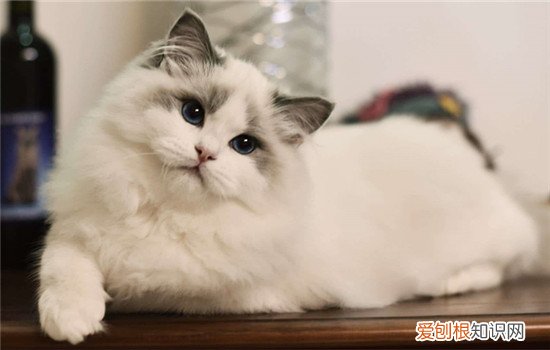 三种体型大的猫 最后一种猫咪你听说过吗
