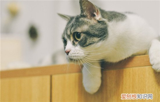 猫碗怎么选 猫碗用塑料的好吗