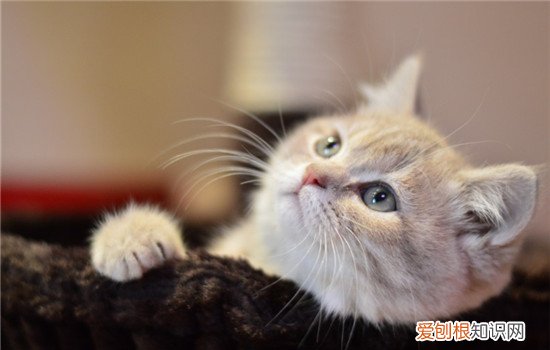 猫指甲套是什么 猫咪指甲套对猫有危害吗