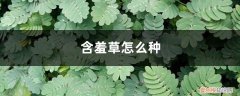 含羞草该怎么种 含羞草怎么种，含羞草的资料