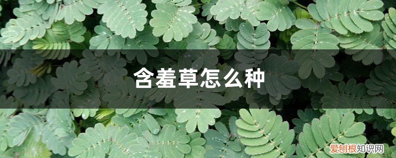 含羞草该怎么种 含羞草怎么种，含羞草的资料