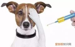 狗狗狂犬疫苗啥时候打最合适 狗什么时候打狂犬疫苗合适