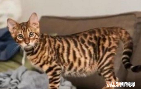 猫在生气时的表现 猫生气的表现,猫对主人生气的表现,猫咪生气的表现