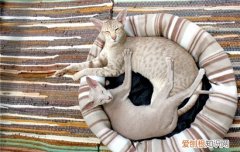 猫发情期是几月 猫咪发情要持续多久