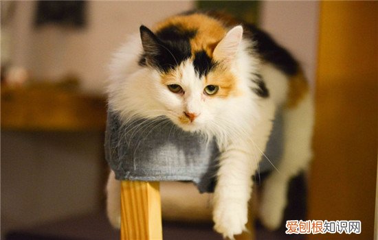 新手养猫攻略 第一次养猫你准备好了吗