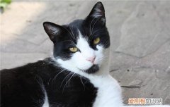 如何看猫咪健康不健康 猫咪的健康要看这四点