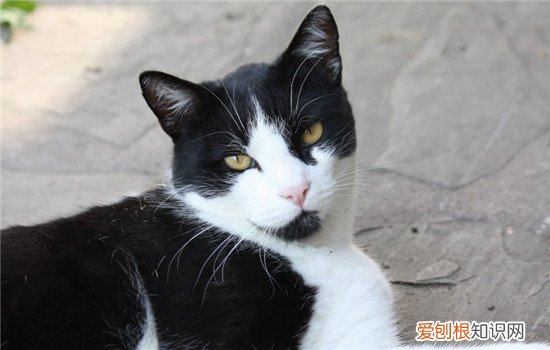 如何看猫咪健康不健康 猫咪的健康要看这四点