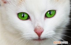 如何选择健康的小猫 健康猫咪的四大点你知道吗
