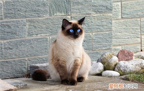 如何选择健康的小猫 健康猫咪的四大点你知道吗