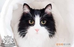 猫喜欢主人的表现 猫喜欢主人通过什么方式表达