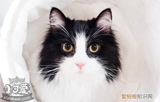 猫喜欢主人的表现 猫喜欢主人通过什么方式表达