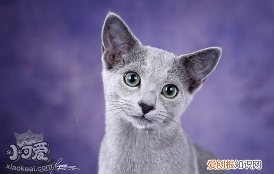 猫喜欢主人的表现 猫喜欢主人通过什么方式表达