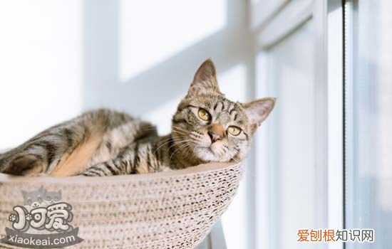 猫喜欢主人的表现 猫喜欢主人通过什么方式表达
