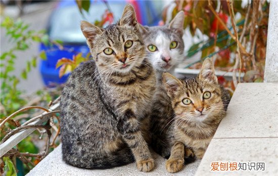 猫真的摔不死吗 猫咪落地不受伤是有九条命吗