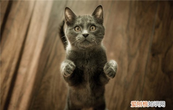 猫真的摔不死吗 猫咪落地不受伤是有九条命吗