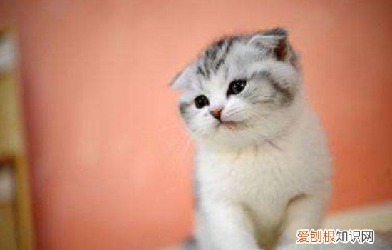 如何快速去除猫咪身上的跳蚤,快速去除猫咪身上的虱子跳蚤,猫咪身上有跳蚤怎么快速去除