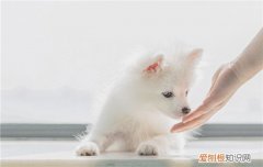 狗狗喝葡萄糖兑多少水用热的还是凉 狗狗喝葡萄糖兑多少水