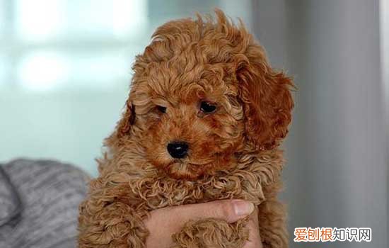 小泰迪狗耳朵有味怎么清理 泰迪耳朵臭怎么清理